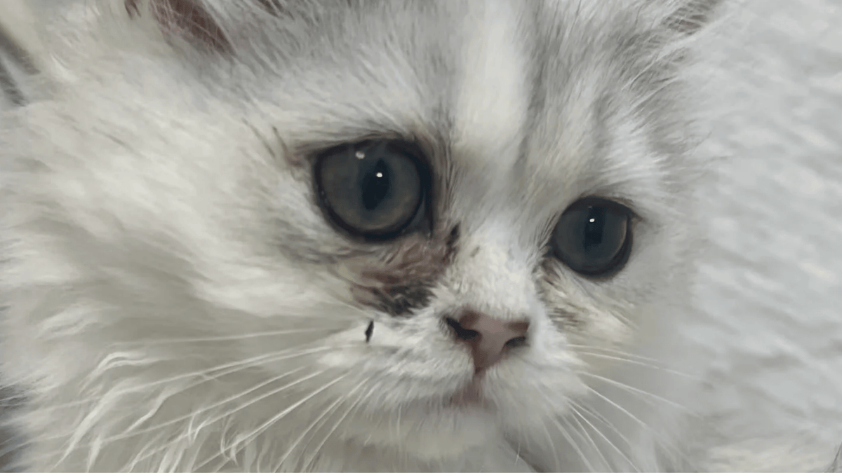 EYES
